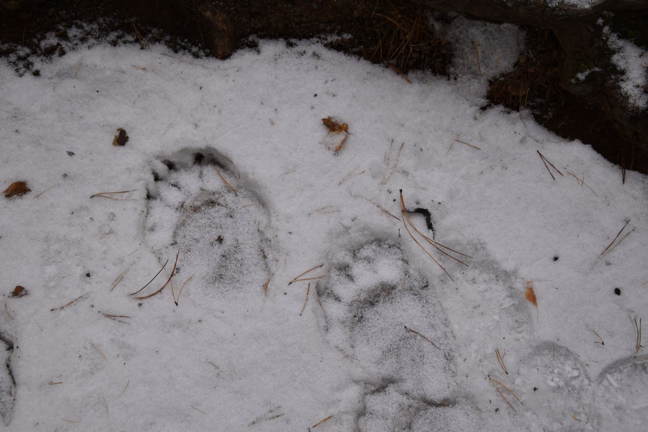 Из-за поздней весны ​медведи на «Столбах» проснутся только начале мая
