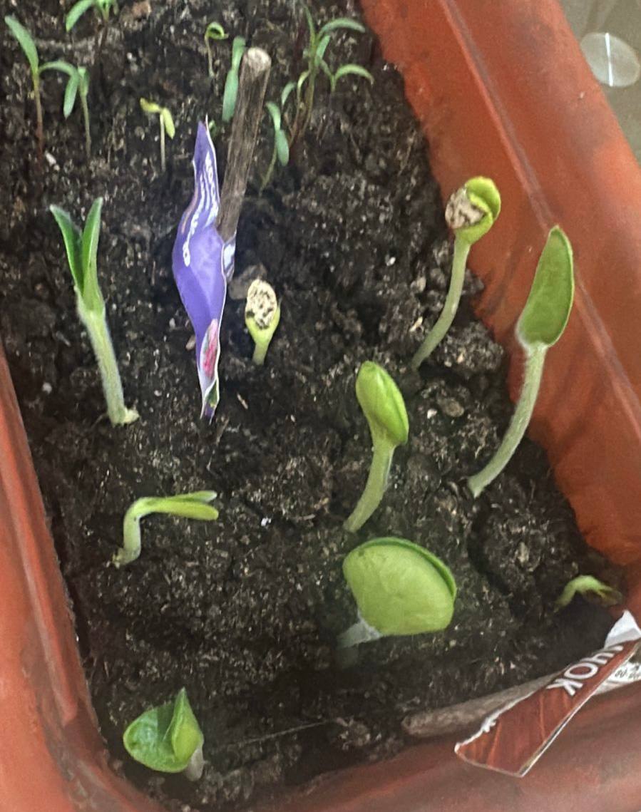 Специалисты Россельхознадзора не советуют покупать семена впрок на несколько сезонов вперед