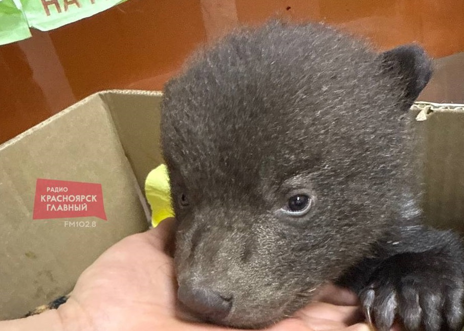 В Пировском районе местные жители нашли месячного медвежонка