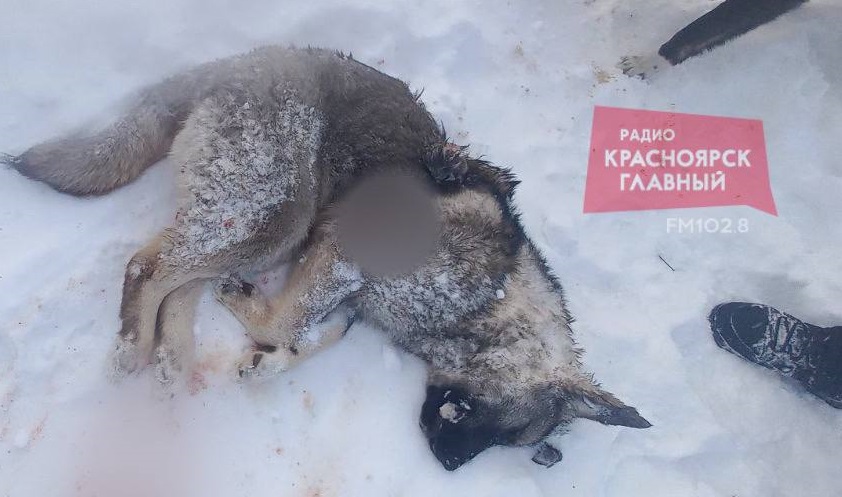 Стая собак разорвала домашнего щенка лайки в СНТ «Солнечный» в Емельяновском муниципальном округе