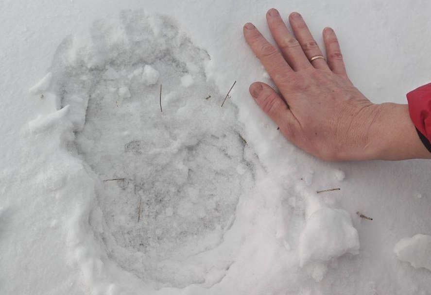 Жители «Отрадного-2» публикуют в дачном чате фотографию медвежьего следа, сделанную в окрестностях загородного поселка