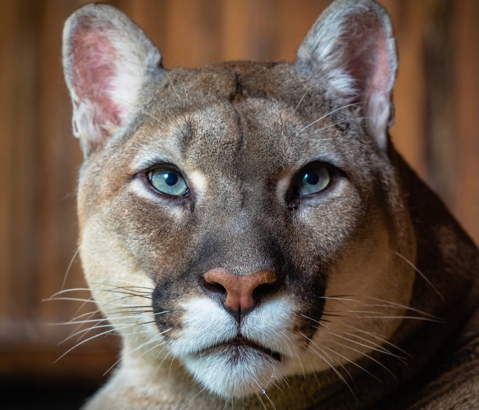 В «Роевом ручье» умер пума Арнальдо