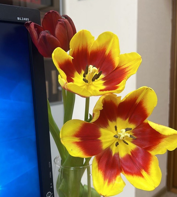 Флористы рассказали, как выбрать качественные тюльпаны