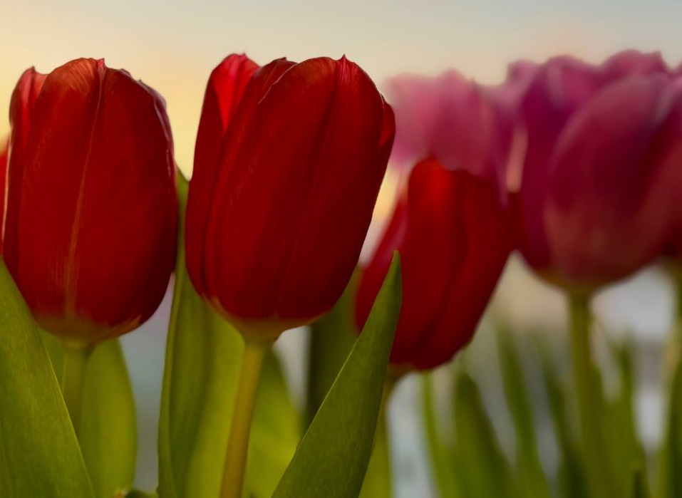 Флористы рассказали, как сохранить тюльпаны, купленные заранее