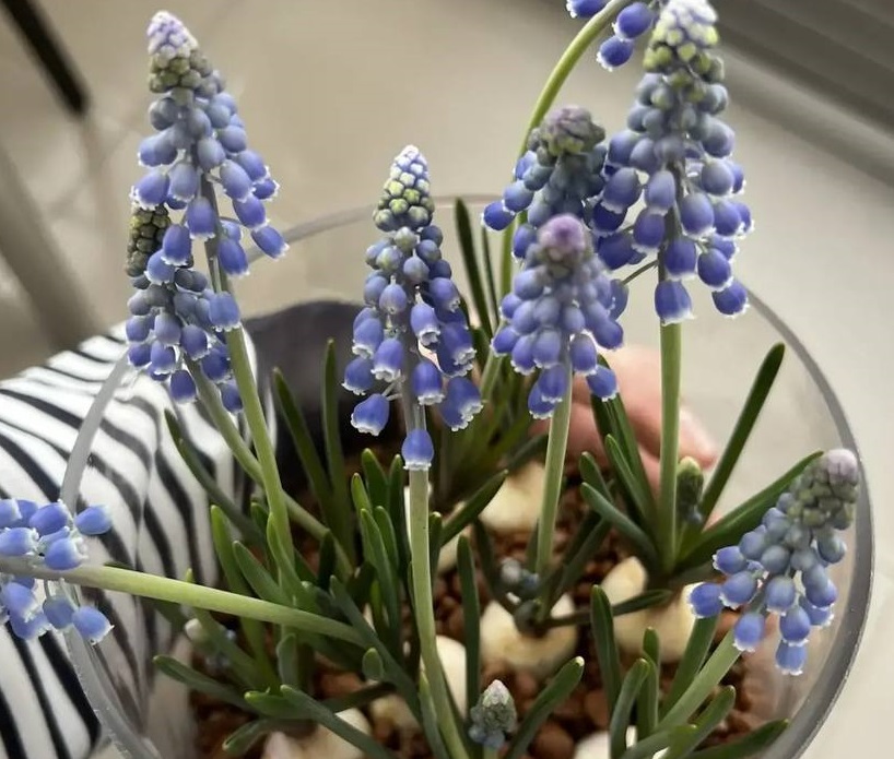 Для подарков и украшения дома к Пасхе красноярцы заказывают кашпо с первоцветами